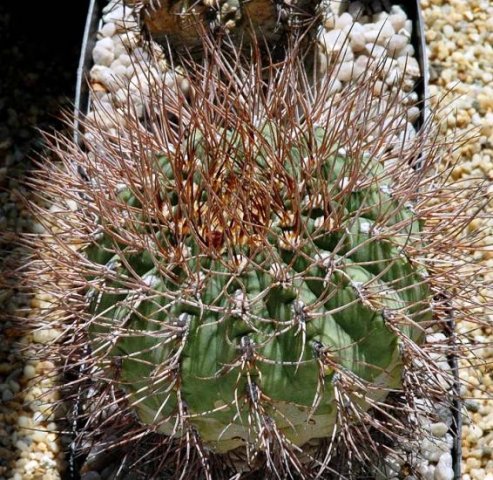 Gymnocalycium_rhodantherum